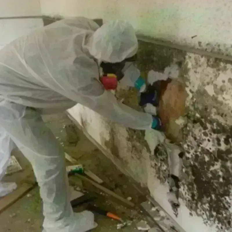 Mold Remediation and Removal in French Settlement, LA